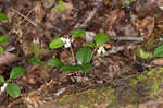 Eastern teaberry <BR>Wintergreen